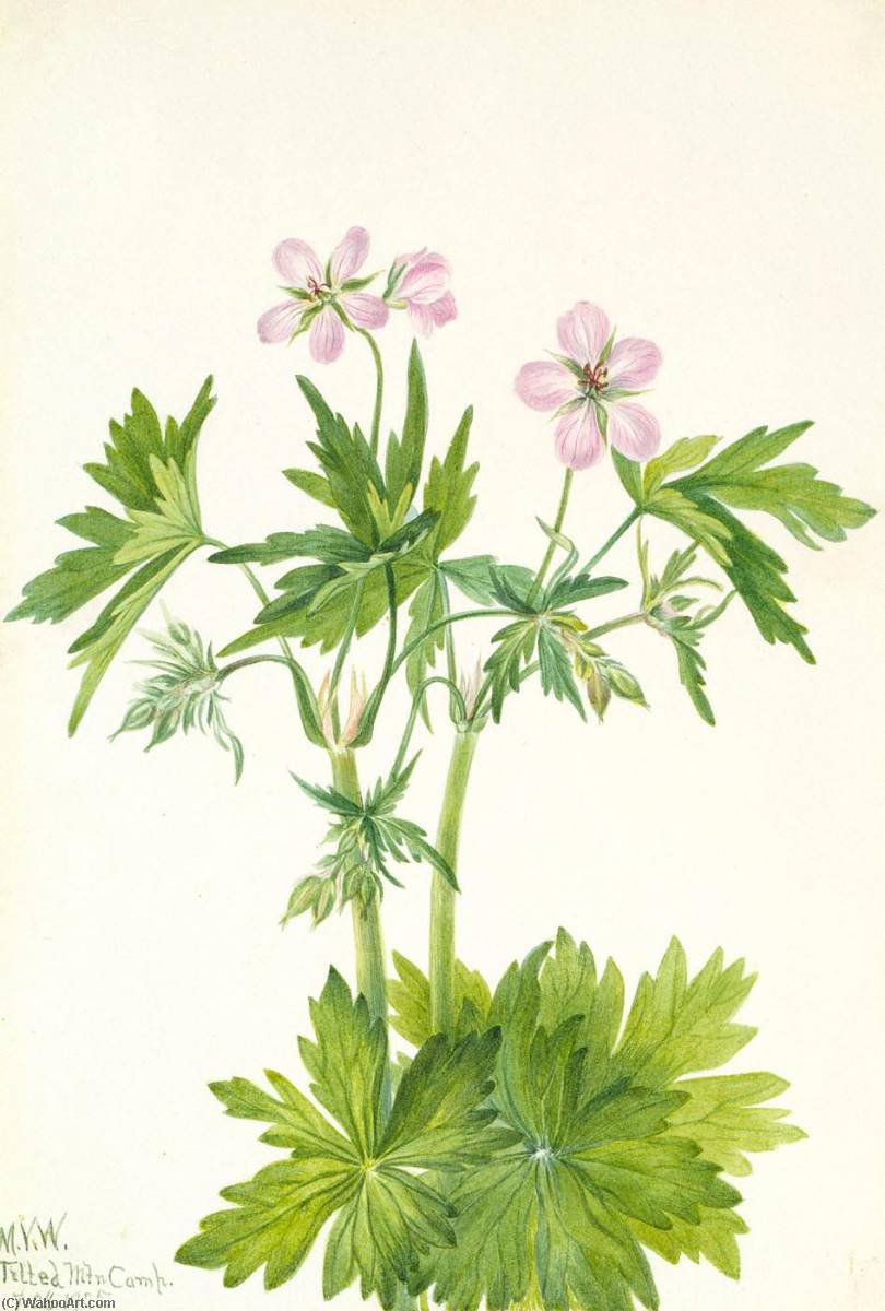 西cranesbill ( 天竺葵 viscosissimum ), 水彩 通过 mary morris